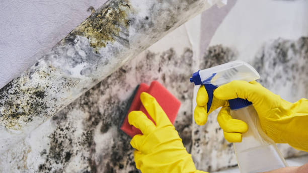 Professional Mold Inspection, Removal & Remediation in Greenfield, MO